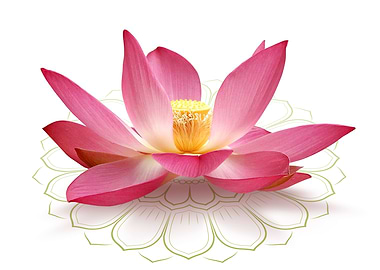 Lotus Flower