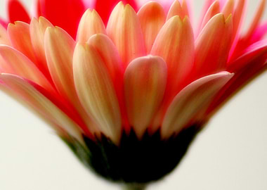Pink Gerbera 3