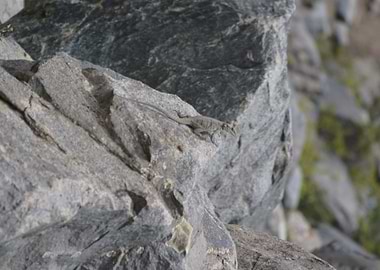 Lizards on rocks