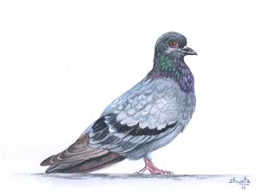 Blue Rock Pigeon
