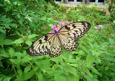 Butterfly Garden