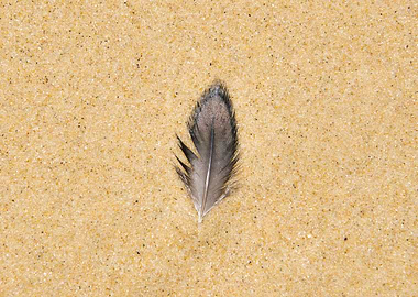 Found feather on a beach