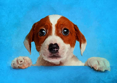 Jack Russell Terrier