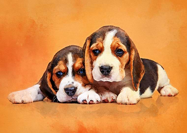Beagle puppies