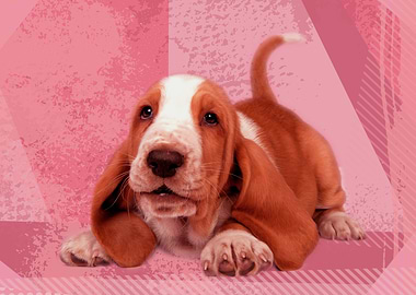 Basset Hound Puppy