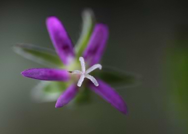 Pelargonium buysii