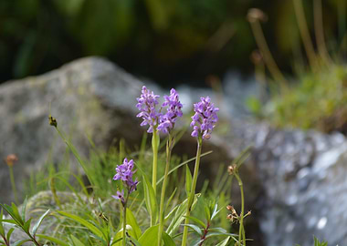 Wild Flowers Beauty.