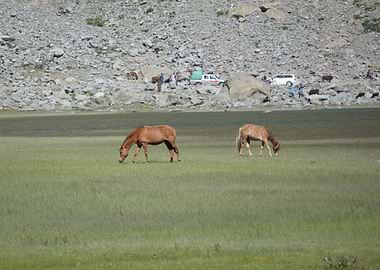 horses beauty in greenery.