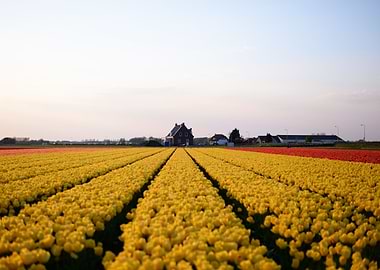 Keukenhof Tulips