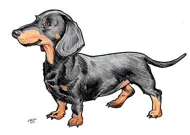 Dachshund Dog 2