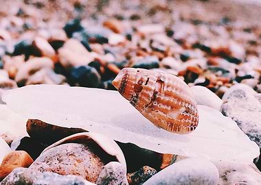 Sea Shells