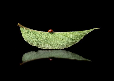 Ladybird on the leaf
