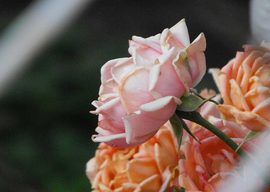 Delicate Rose