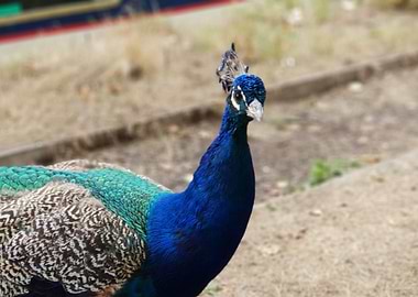 Peacock at Black Jack's