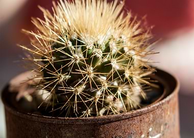 For the love of succulents