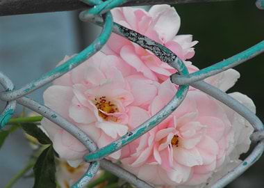 Caged Rose Beauty