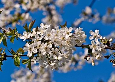 White Cherry Blossoms