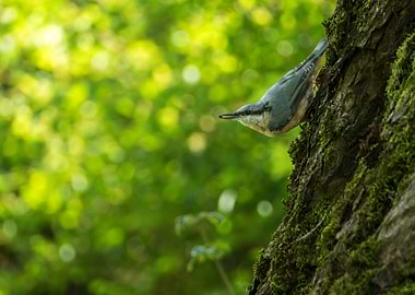 Nuthatch