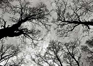 Meditative Power of Trees