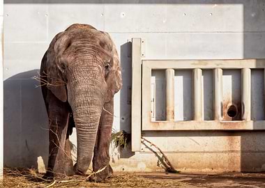 Elephant Having Lunch