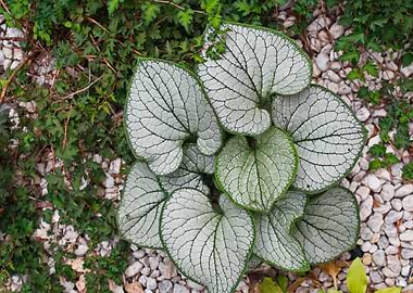 Brunerra plant in garden