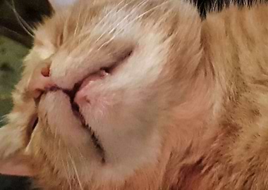 Mogster George Asleep