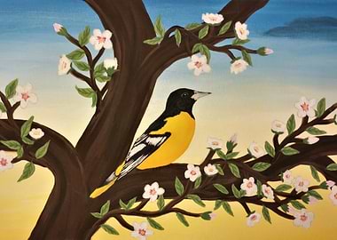 Oriole on Almond Tree