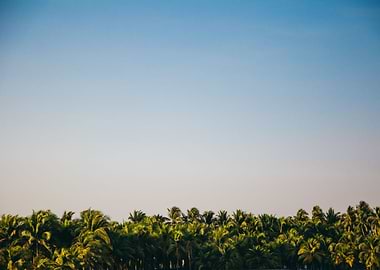 Guatemalan Palm Trees