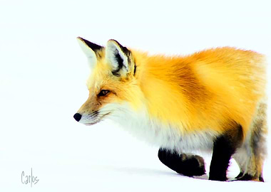 The Red Fox