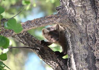 Pine Marten in tree