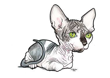 Hairless cat