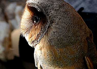 Sun ray- rayo de sol