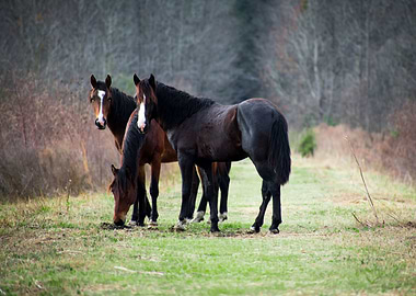 Horses - Bolen Bluff Trail