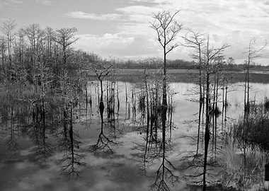 Everglade Reflections