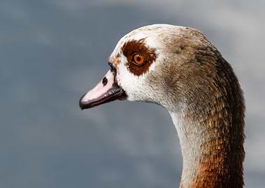 egyptian duck at lake