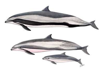 Fraser´s dolphins