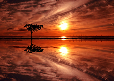 lone tree at sunset