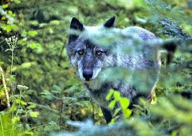 Owyhee Pack's Himtuuqin