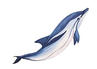 Striped dolphin