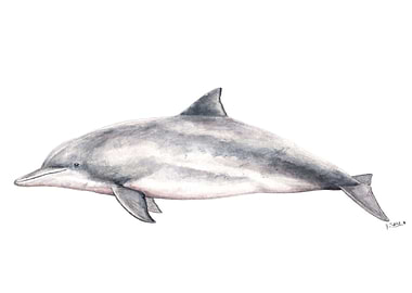 Tucuxi river dolphin