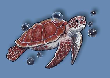 Swimming Turtle