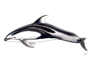 Pacific whitesided dolphin