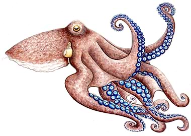 Octopus blue suckers