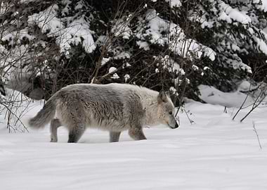 Owyhee Pack's Miyooxat