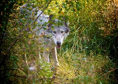 Owyhee Pack's Kuckuc