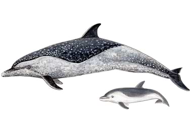 Pantropical dolphins