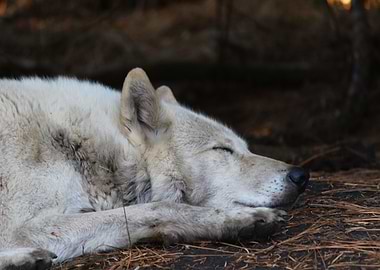 The Peace of Sanctuary