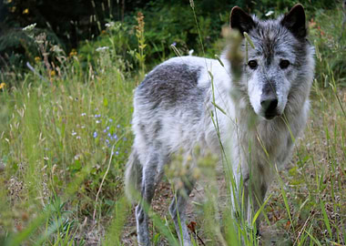 Piyip: Last of the Pack