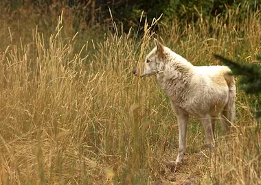 Owyhee Pack's Xayxayx