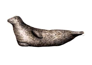 Grey seal profile